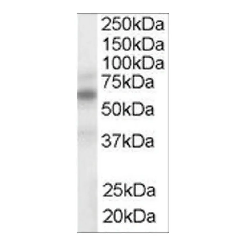 Merck Anti-LXR alpha/LXR beta antibody produced in goat