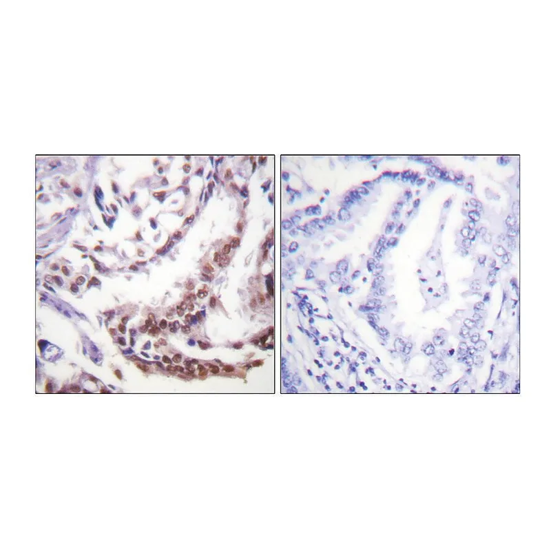 Merck Anti-Histone H3 (Acetyl-Lys9) antibody produced in rabbit