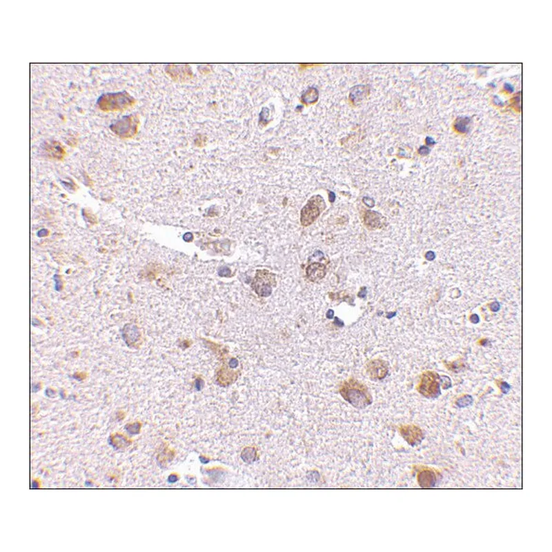 Merck Anti-SATB1 (ab1) antibody produced in rabbit