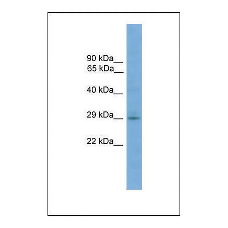 Merck Anti-TMEM139, (N-terminal) antibody produced in rabbit