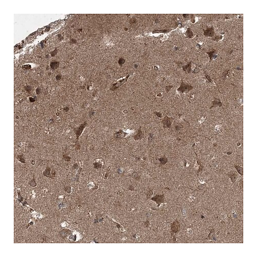 Merck Anti-COPS7B antibody produced in rabbit
