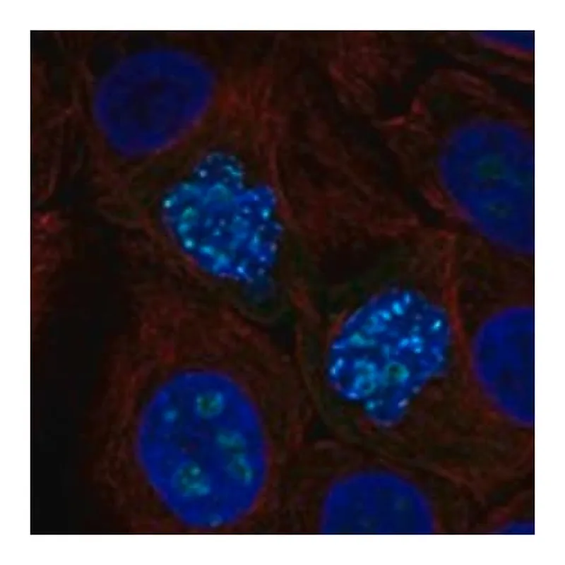 Merck Anti-ZNF202 antibody produced in rabbit
