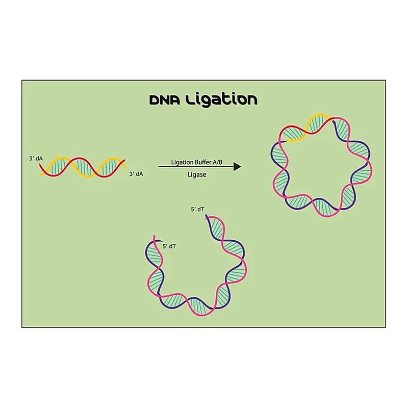 Merck QuickLink(TM) DNA Ligation Kit
