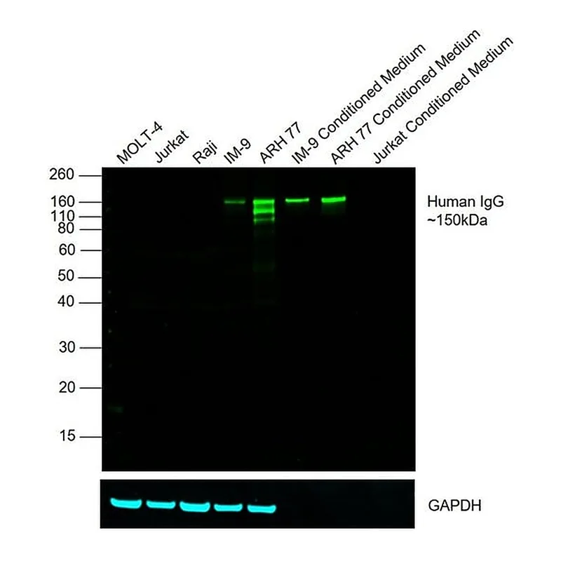 Thermo Fisher Scientific Goat anti-Human IgG Fc Cross-Adsorbed Secondary Antibody, DyLight 800