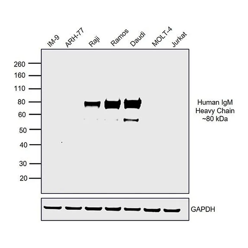 Thermo Fisher Scientific F(ab`)2-Goat anti-Human IgM (Heavy chain) Secondary Antibody, HRP