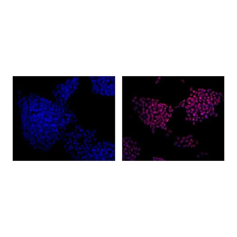 Thermo Fisher Scientific Mouse anti-Rat IgG2a Secondary Antibody, eFluor 570, eBioscience