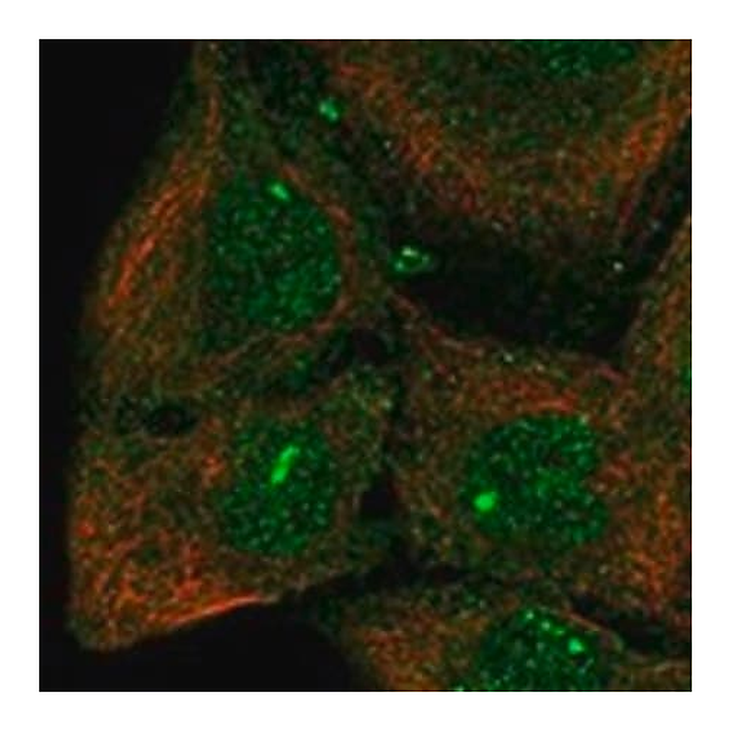 Merck Anti-CPEB3 antibody produced in rabbit