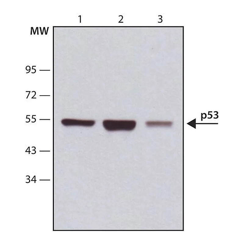 Merck Anti-p53 antibody, Mouse monoclonal