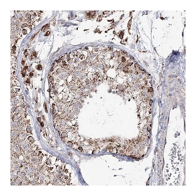 Merck Anti-CWF19L1 antibody produced in rabbit