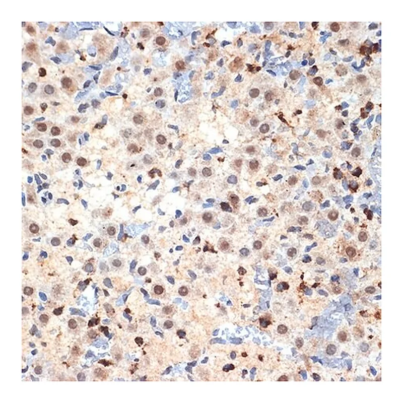 Merck Anti-CDC40 antibody produced in rabbit