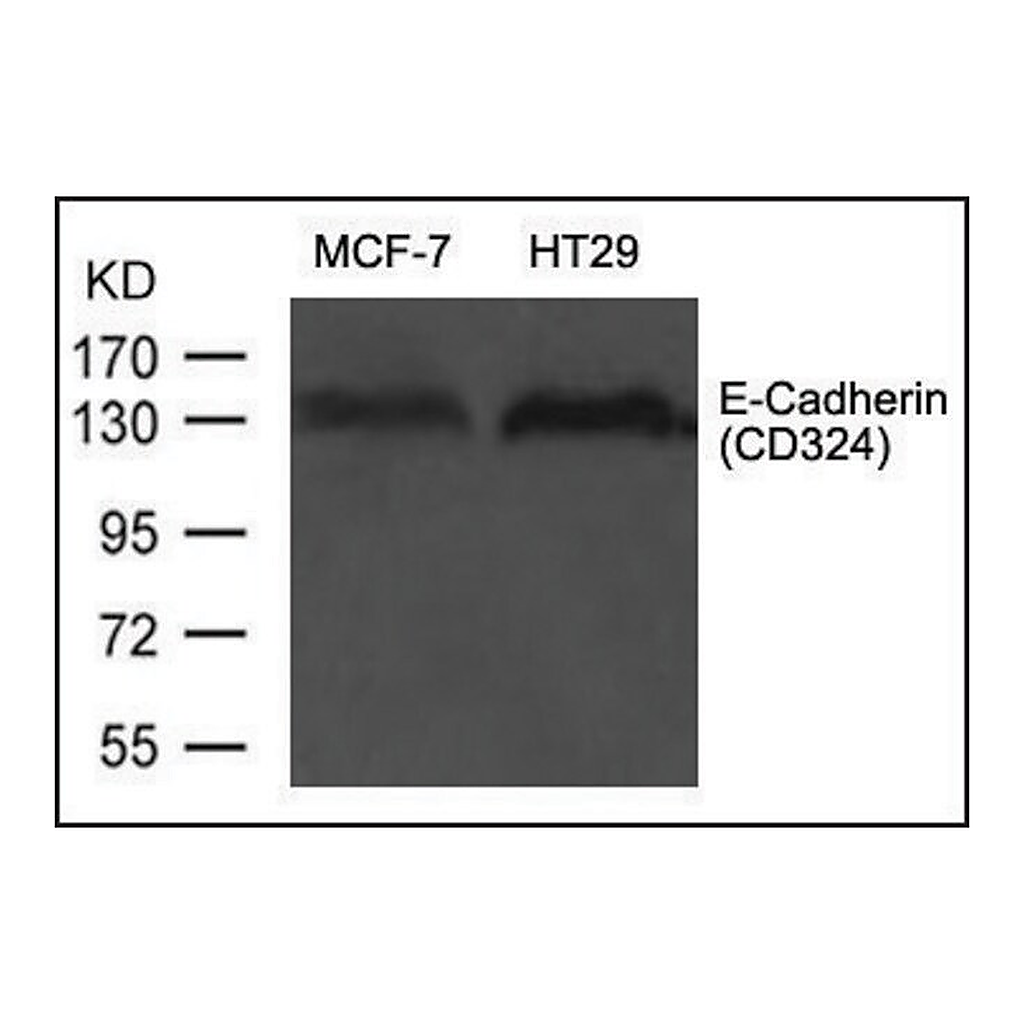 Merck Anti-CDH1 antibody produced in rabbit