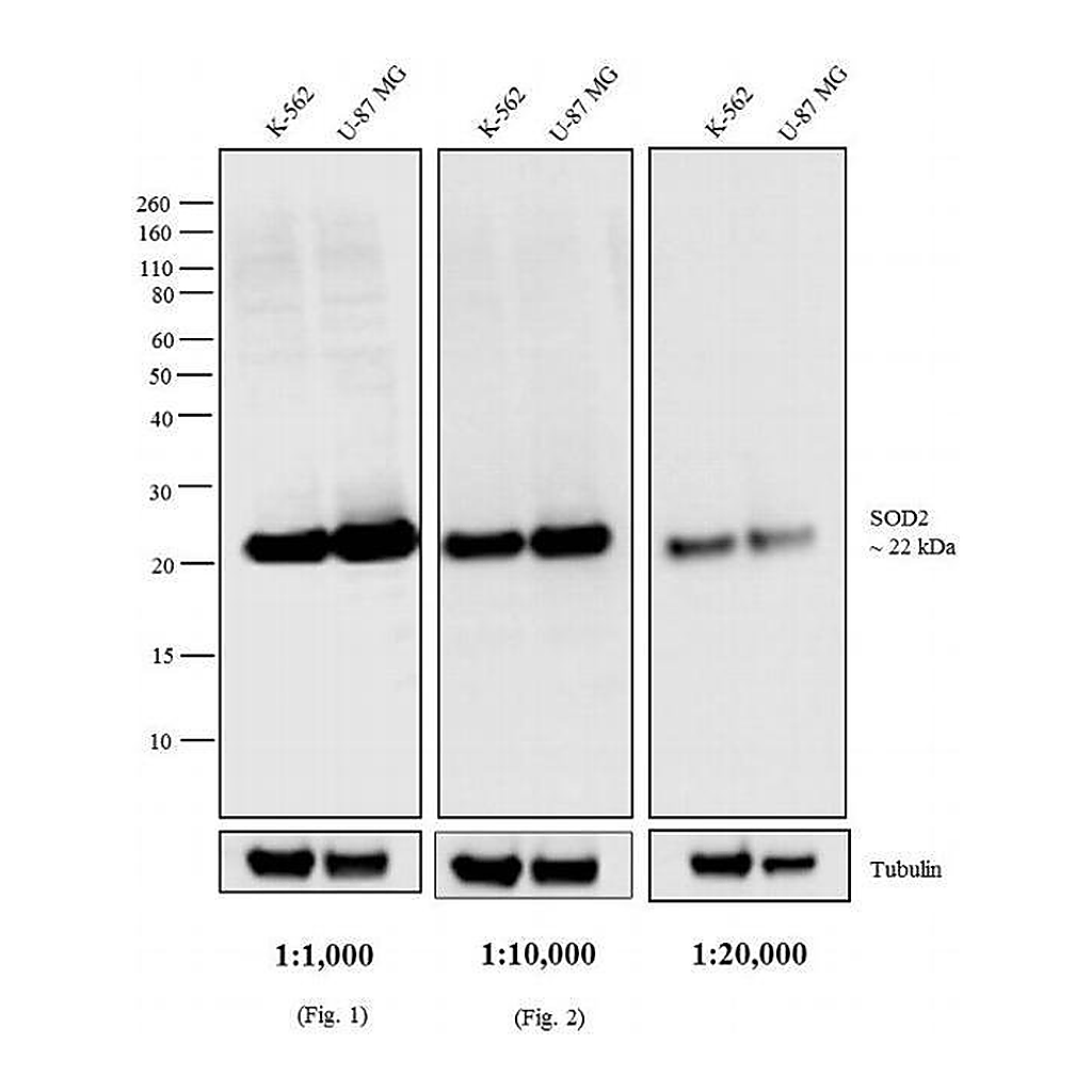 Thermo Fisher Scientific Goat anti-Mouse IgG (H+L) Cross-Adsorbed Secondary Antibody, AP