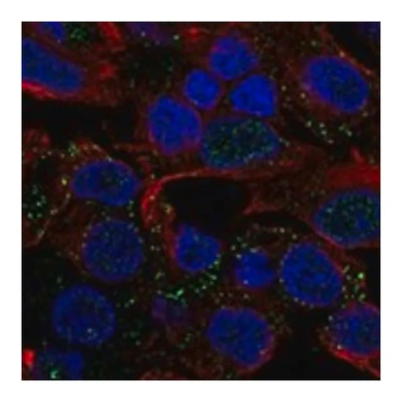 Merck Anti-MYBPHL antibody produced in rabbit