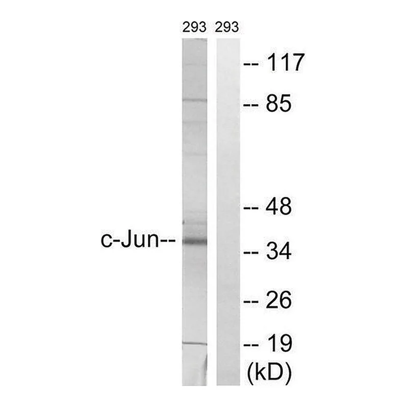 Merck Anti-C-JUN antibody produced in rabbit
