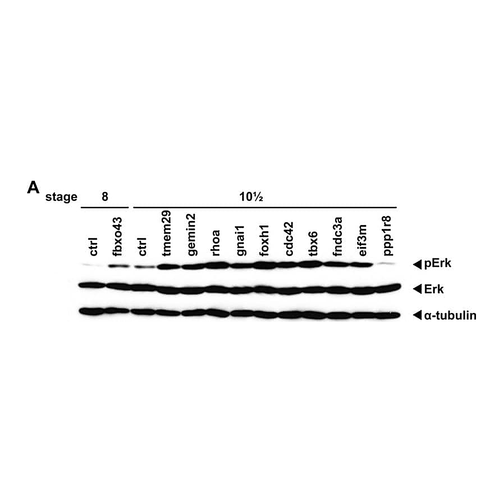 Merck Anti-phospho-ERK1 (pThr202/pTyr204) and ERK2 (pThr185/pTyr187) antibody produced in rabbit