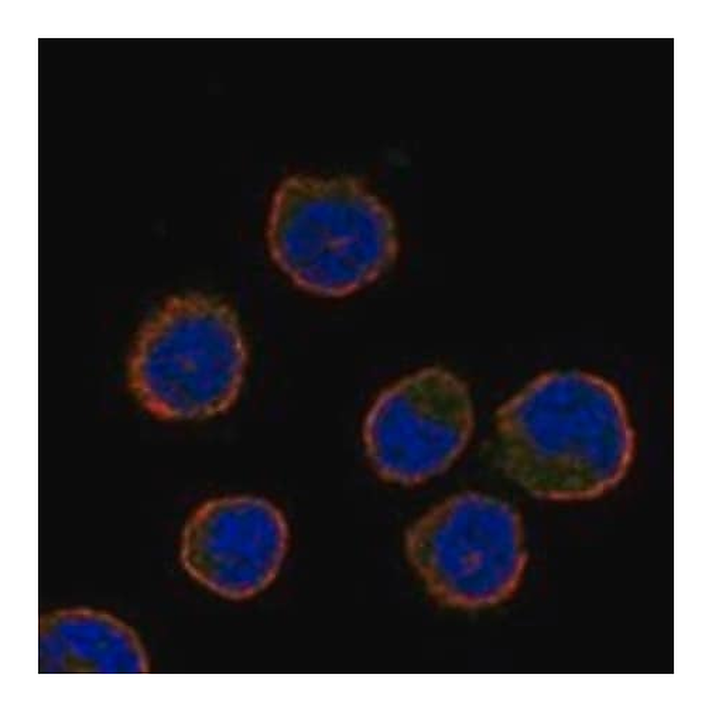 Merck Anti-CIB3 antibody produced in rabbit