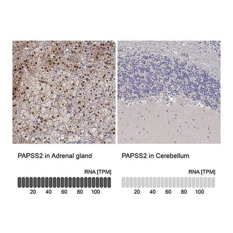 Merck Anti-PAPSS2 antibody produced in rabbit