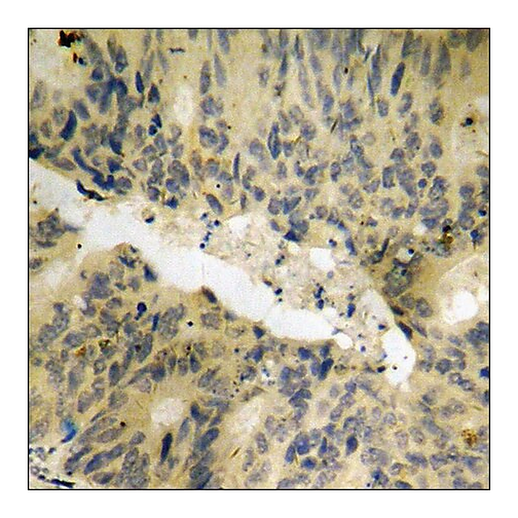 Merck Anti-phospho-PAK2 (pSer141) antibody produced in rabbit