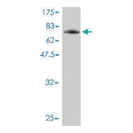 Merck Monoclonal Anti-PIGO antibody produced in mouse