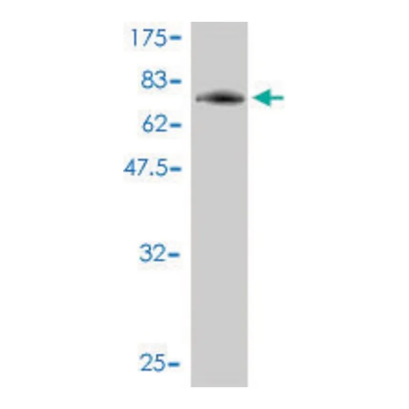 Merck Monoclonal Anti-PIGO antibody produced in mouse