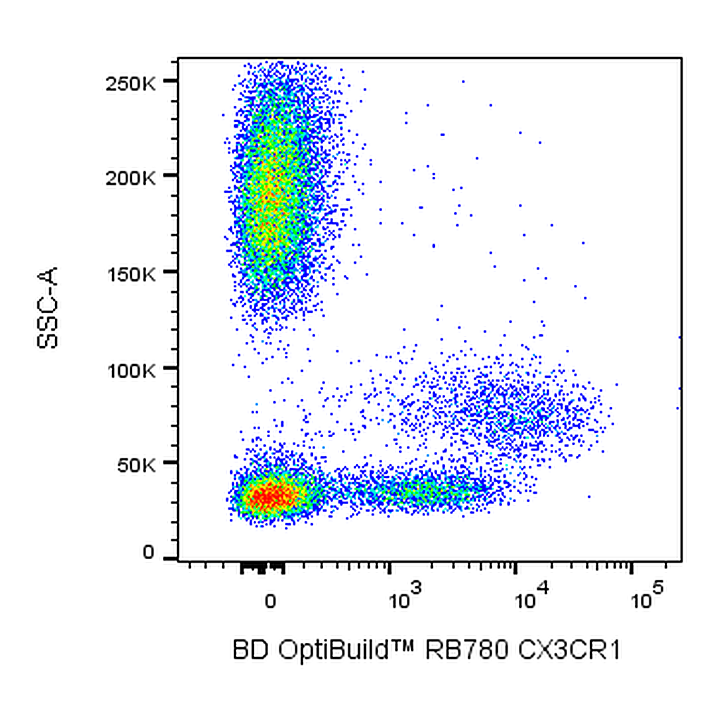 BD RB780 Rat Anti-Human CX3CR1