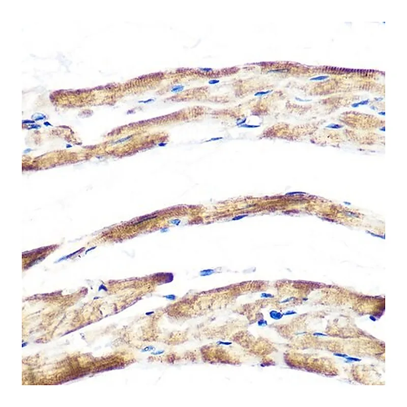 Merck Anti-Fbx32/FBOX32 antibody produced in rabbit