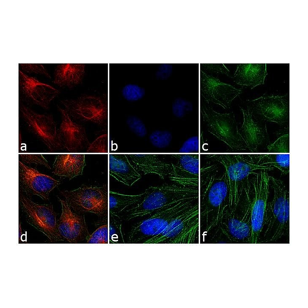 Thermo Fisher Scientific Goat anti-Mouse IgG (H+L) Secondary Antibody, Rhodamine