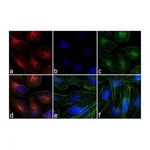 Thermo Fisher Scientific Goat anti-Mouse IgG (H+L) Secondary Antibody, Rhodamine
