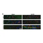 Merck MONOCLONAL ANTI-MAP2 (2A + 2B) CLONE AP&