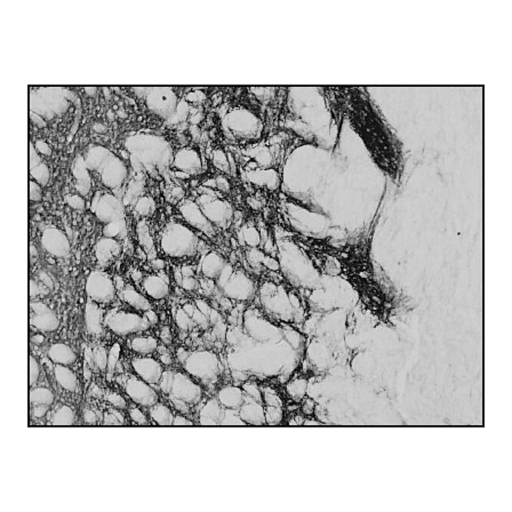 Merck Anti-PENK antibody produced in goat