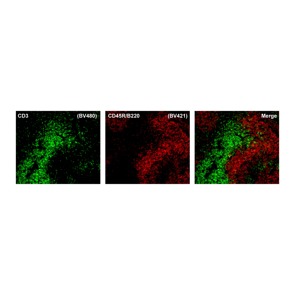 BD BV480 Rat Anti-Mouse CD3 Molecular Complex