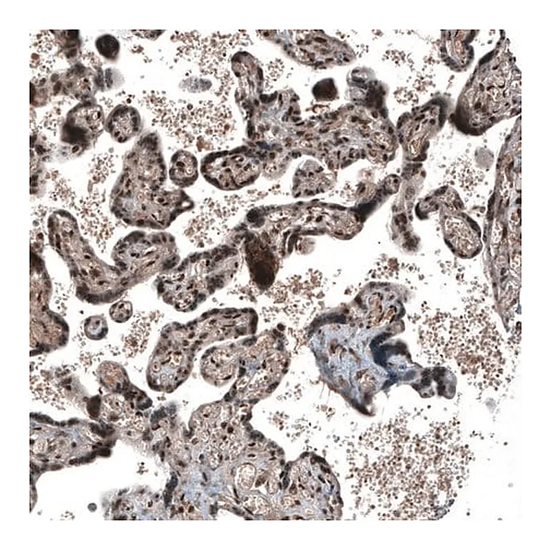 Merck Anti-SOX7 antibody produced in rabbit