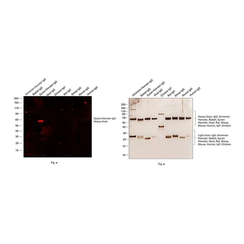 Thermo Fisher Scientific Goat anti-Syrian Hamster IgG (H+L) Cross-Adsorbed Secondary Antibody, Alexa Fluor 594