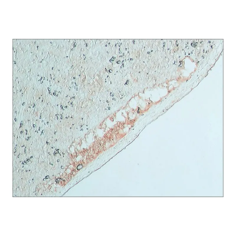 Merck Anti-Bovine IgG (whole molecule)-Peroxidase antibody produced in rabbit