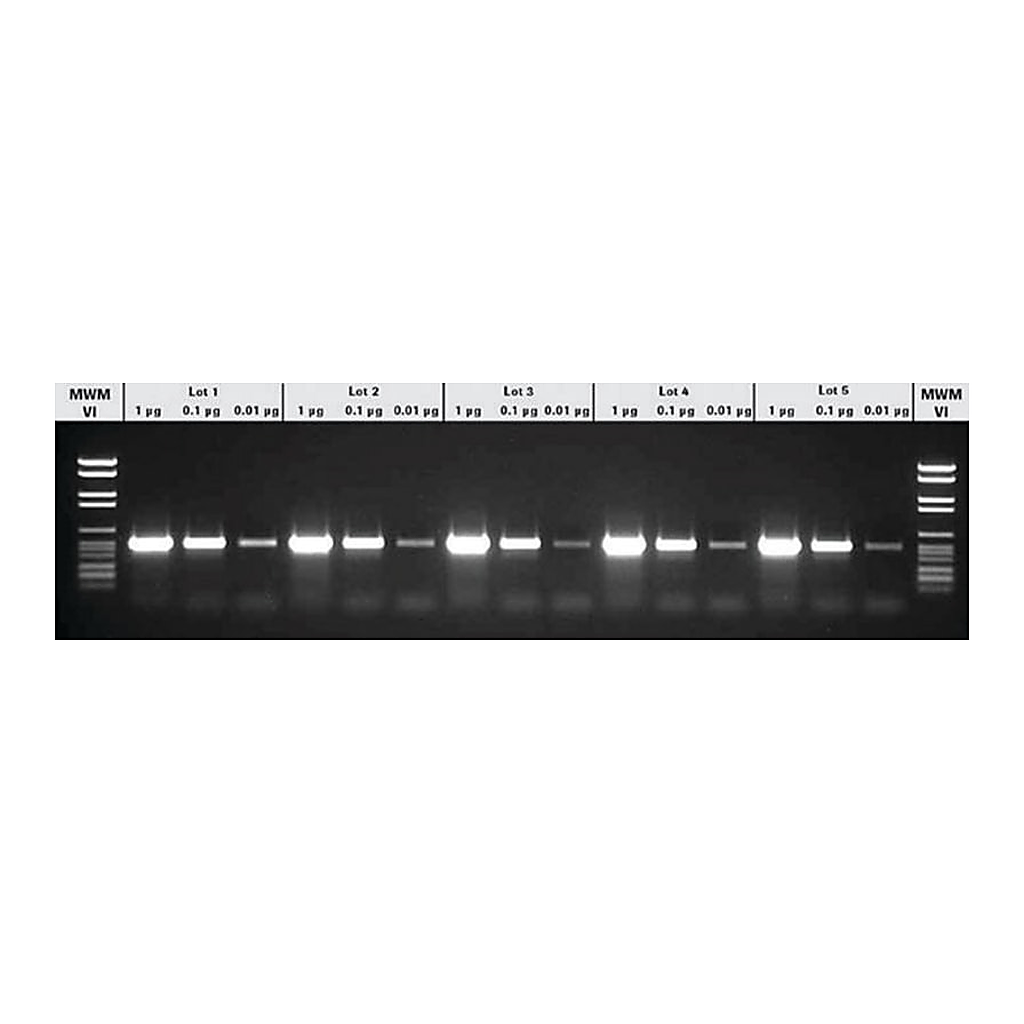 Merck PCR Master