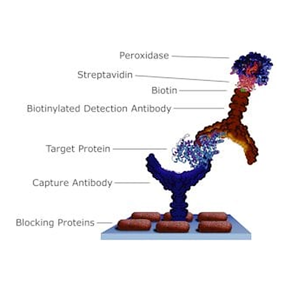 Merck STREPTAVIDIN-PEROXIDASE LABELED