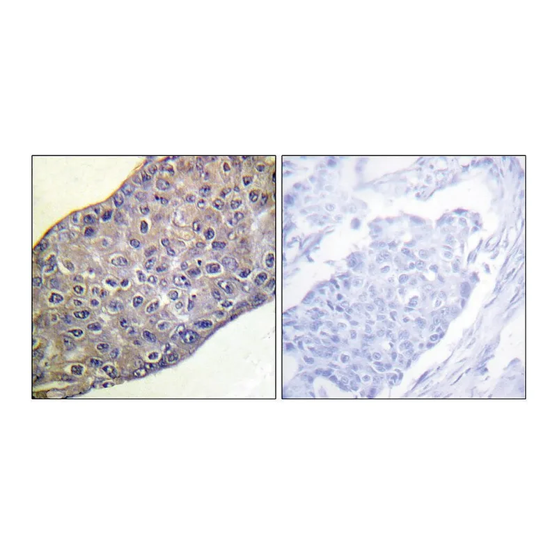 Merck Anti-RHOA antibody produced in rabbit