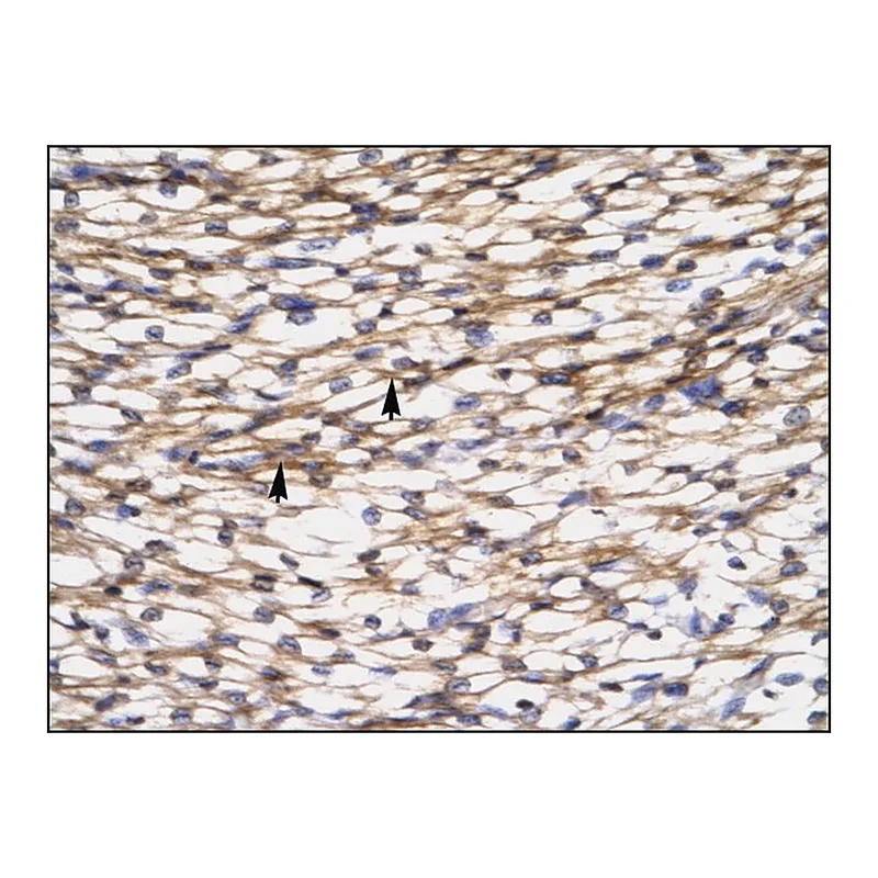 Merck Anti-CCL7 antibody produced in rabbit