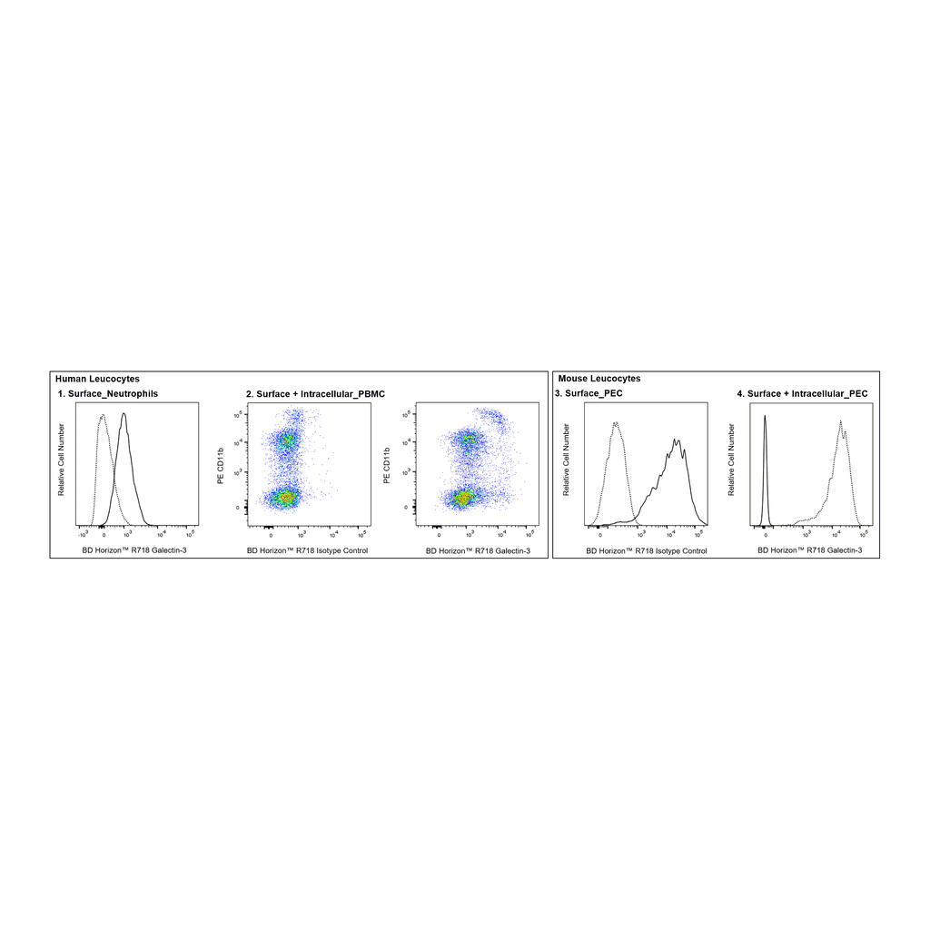 BD R718 Rat Anti-Galectin-3