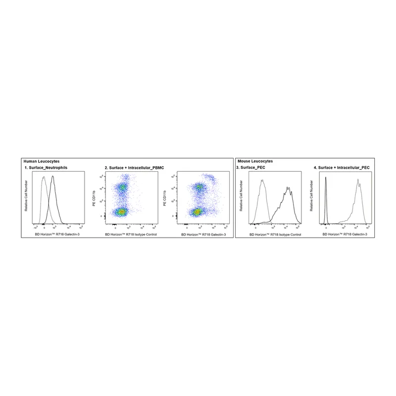 BD R718 Rat Anti-Galectin-3