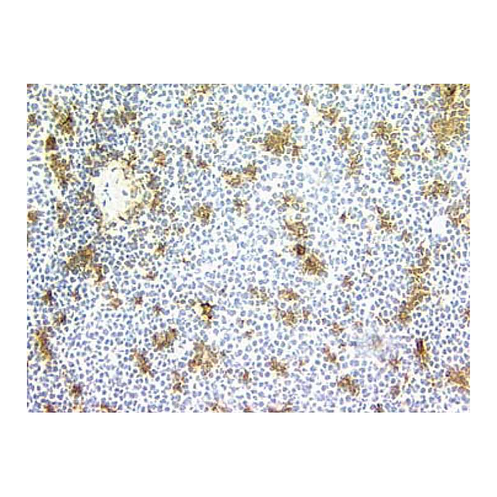 BD Purified Mouse Anti-Human CD11c for IHC