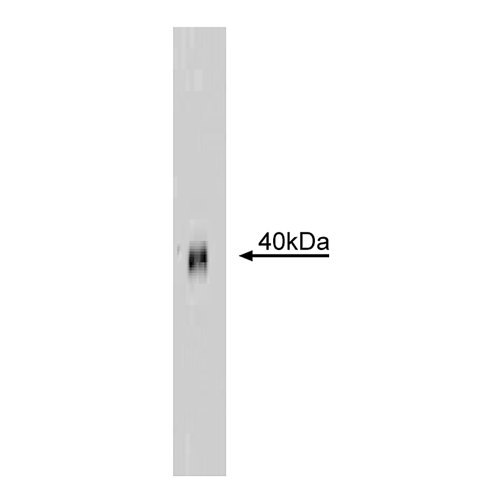 BD Purified Mouse Anti-Human CD95