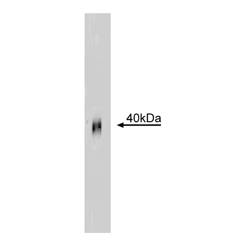 BD Purified Mouse Anti-Human CD95
