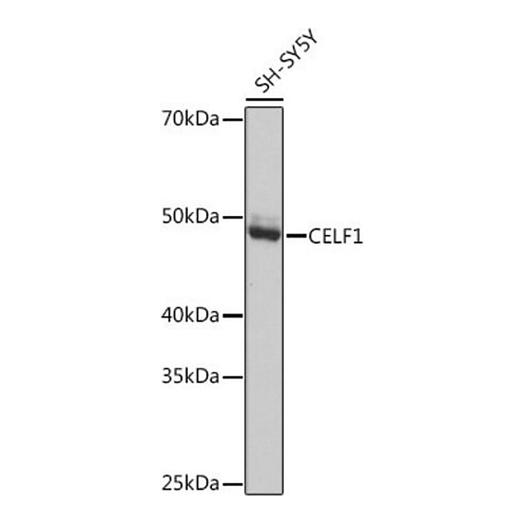 Merck Anti-CELF1 antibody produced in rabbit