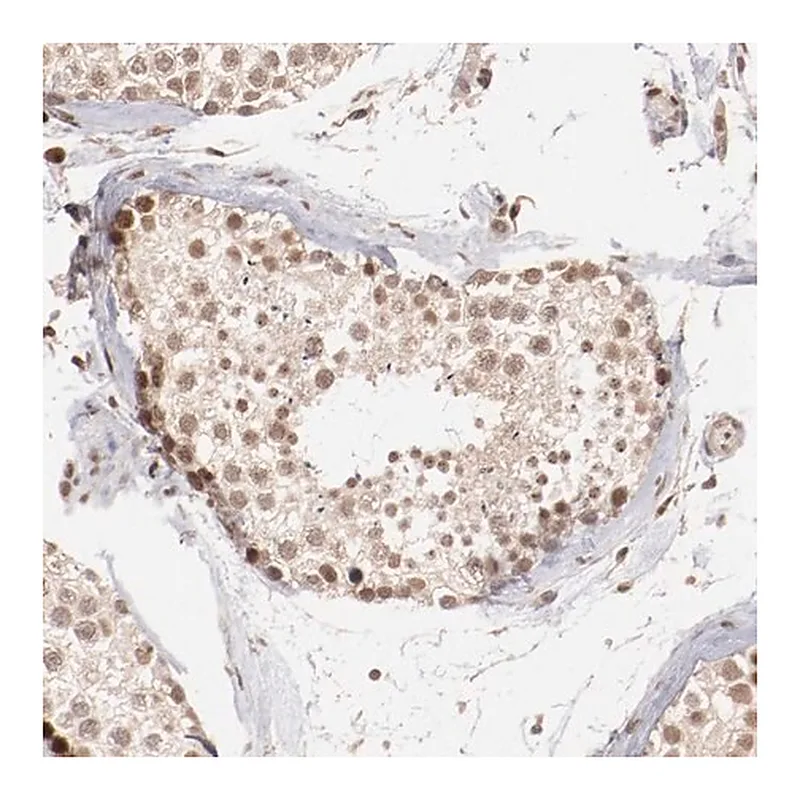 Merck Anti-CLOCK antibody produced in rabbit