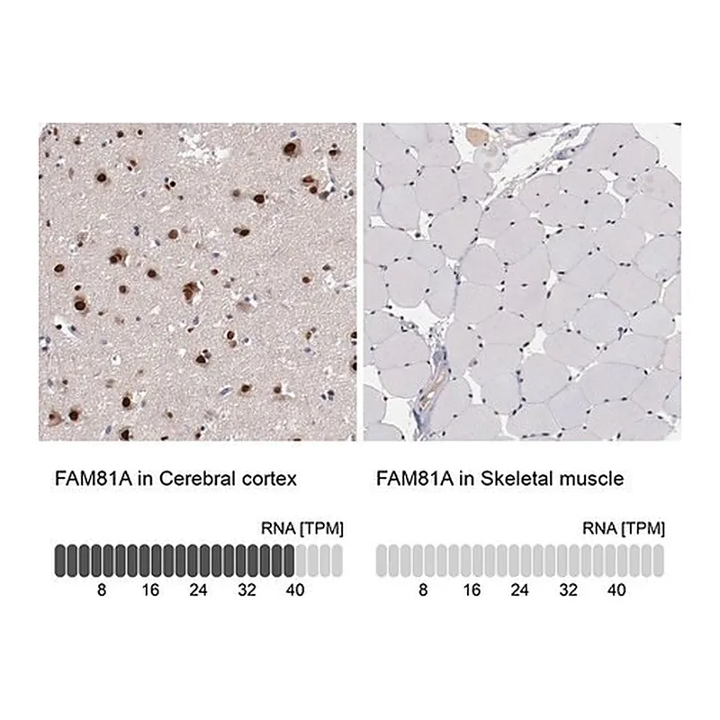 Merck Anti-FAM81A antibody produced in rabbit