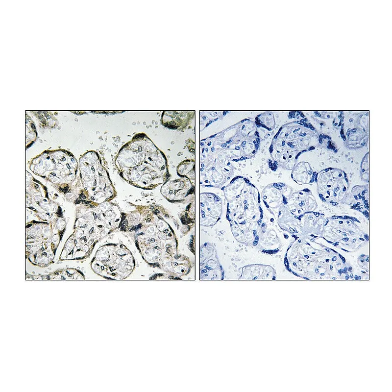 Merck Anti-MT-ND1 antibody produced in rabbit