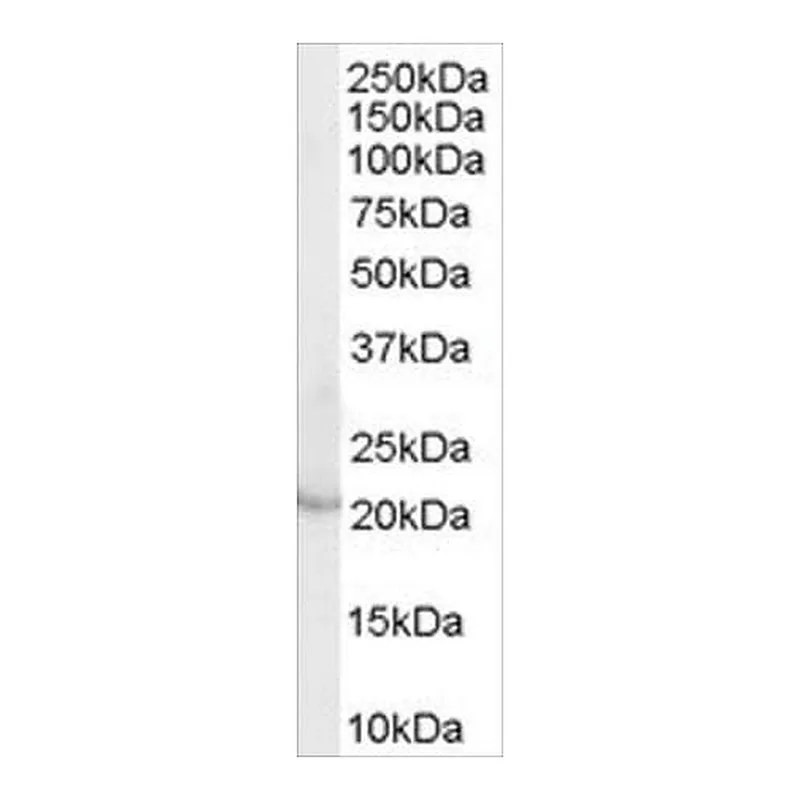 Merck Anti-Lipocalin 2/NGAL (AB1) antibody produced in goat