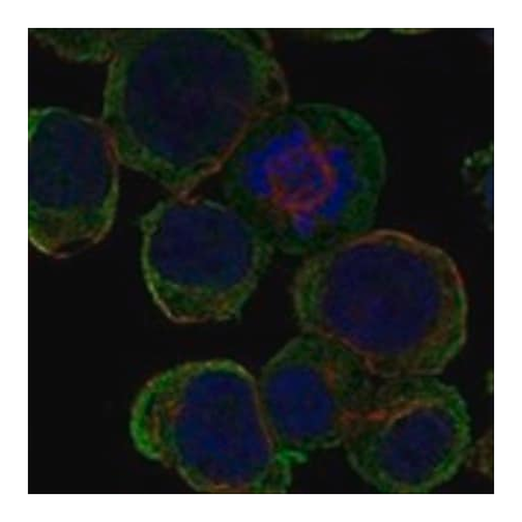 Merck Anti-LRTM2 antibody produced in rabbit