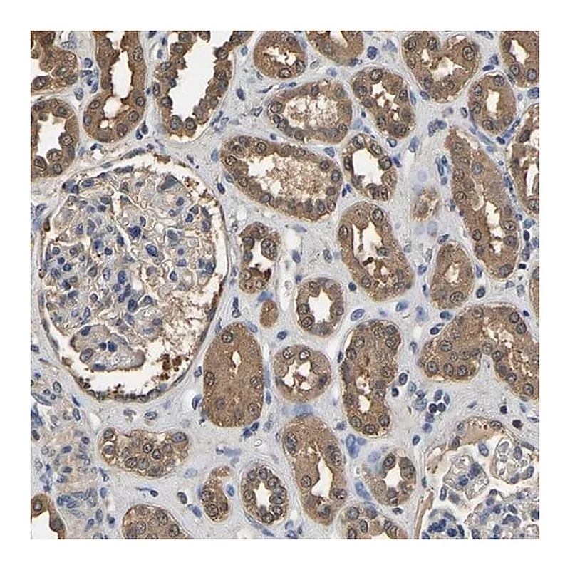Merck Anti-LDHB antibody produced in rabbit
